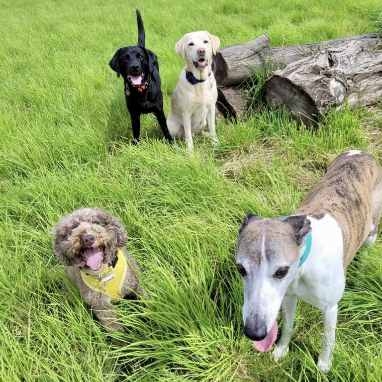 2273 411c135a075344191f1cfb157601197e 1 768x768