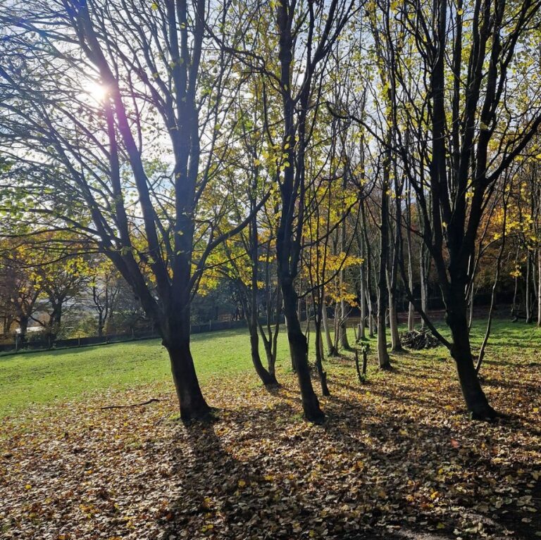 2294 68c1dd458ac2690d7dc78eff93910bc9 1 768x767