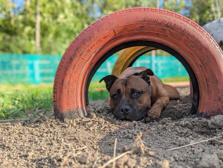 2296 67d7a2b4fa798a47e5610404a769602c 1 768x578