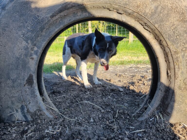 2296 8dc236ab214116644c157a9a2ea9fca3 1 768x576