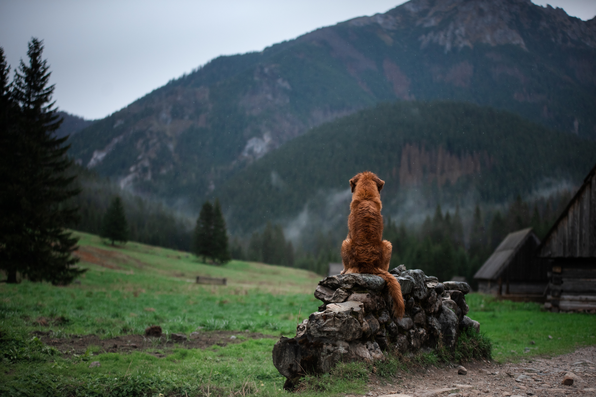Nova Scotia Duck Tolling Retriever in the mountains, in the valley .
