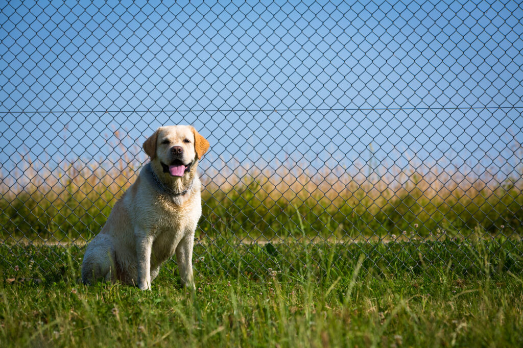Ensuring Safety with the Right Fencing for Dog Enclosed Fields Dog