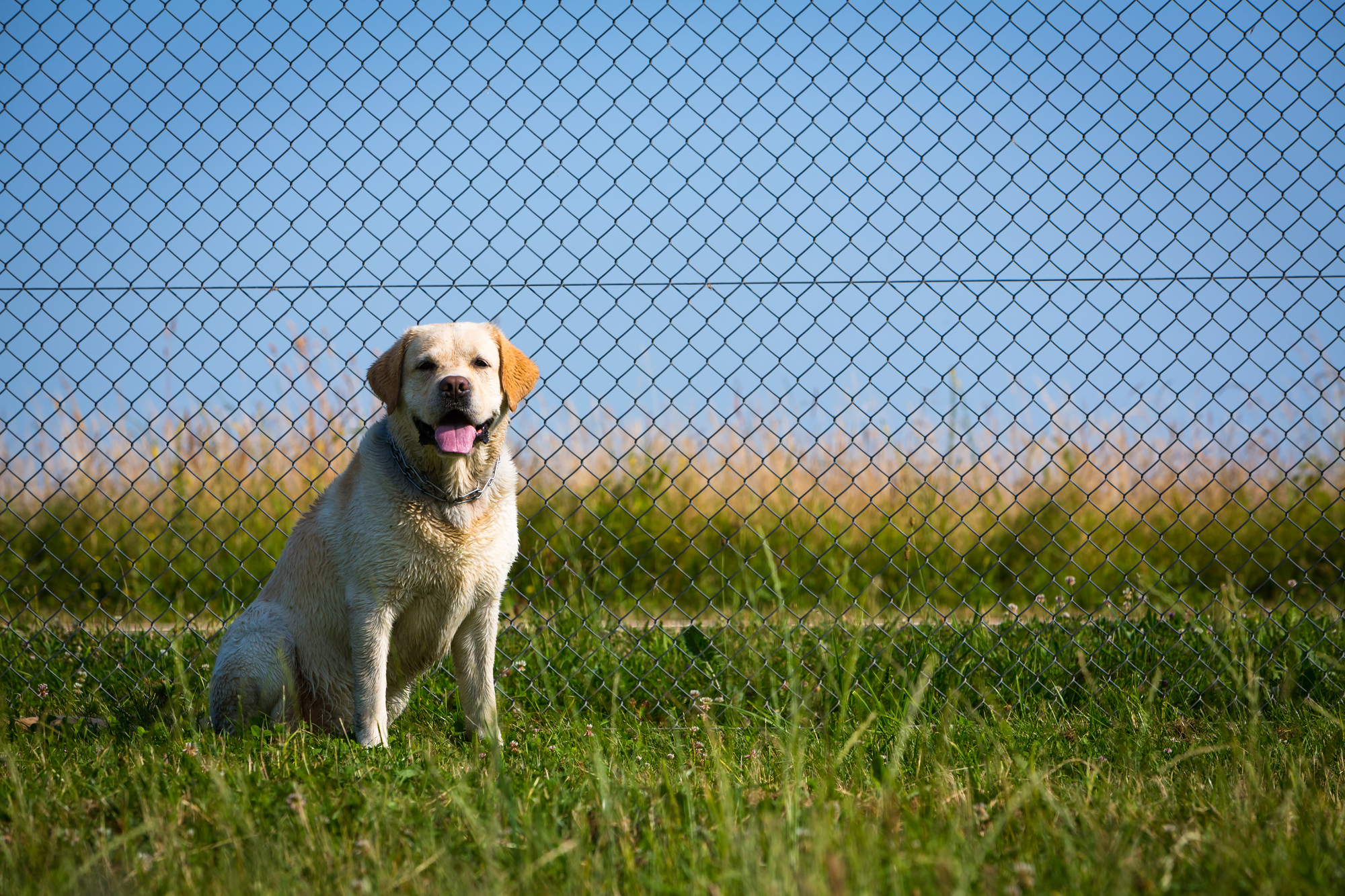 Ensuring Safety with the Right Fencing for Dog Enclosed Fields