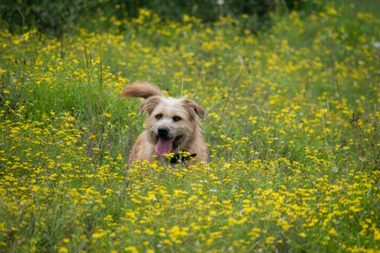 yellow dog in a field of flowers looking happily at the camera w