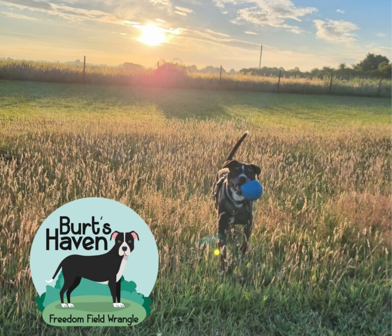 Collage 2022 11 29 20 27 47 768x658