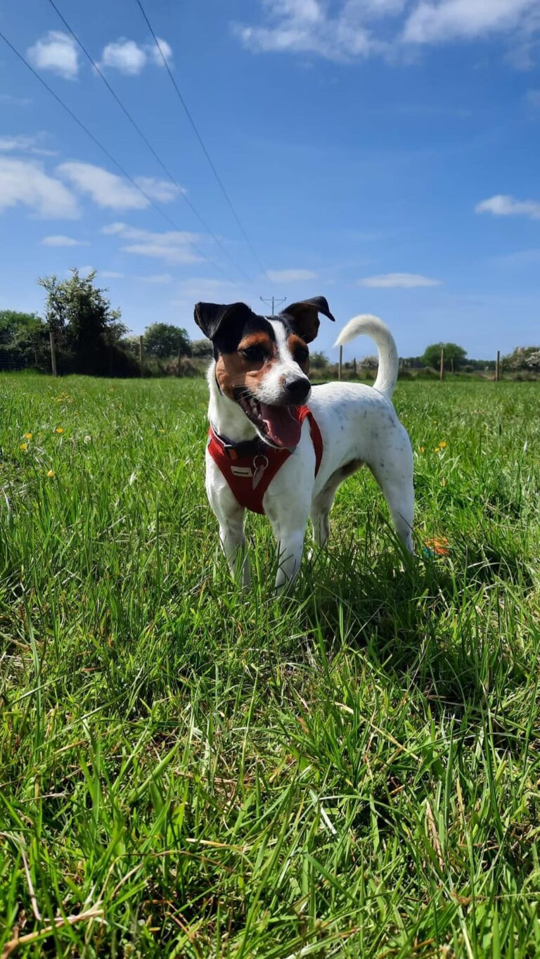 Woofland Dog Park benefits 768x1363