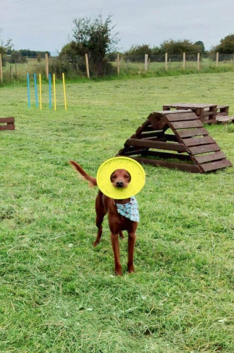 Woofland dog park 3 768x1160