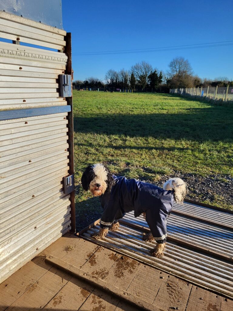 woofland dog park 4 768x1024