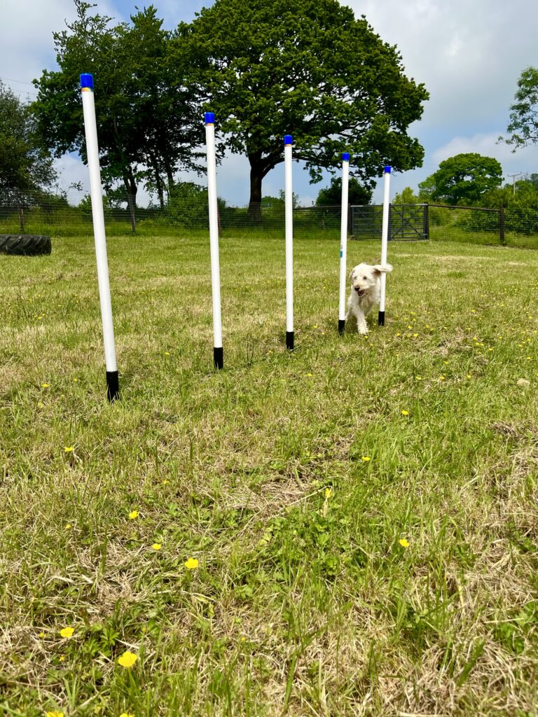 0B850C9C 9624 4DEC AB19 89AED32AC67D 768x1024