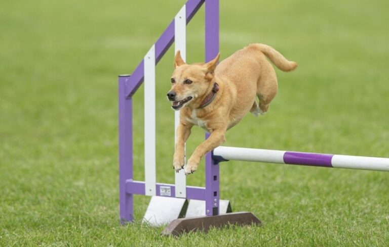 e38ebf61 dafc 4263 8e80 d43364c013cb 768x489