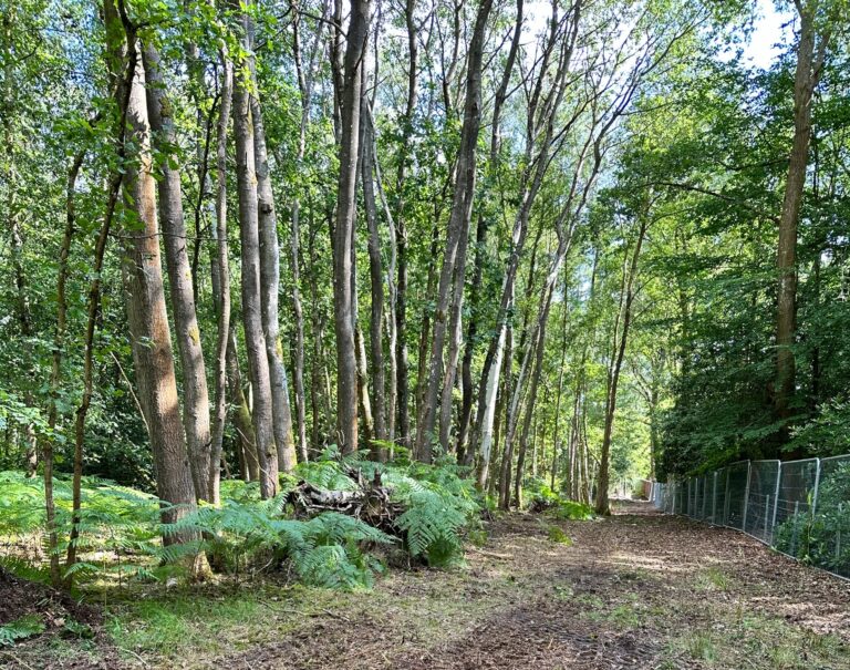 4058666E 8D07 4172 88A2 37641C55E120 768x605