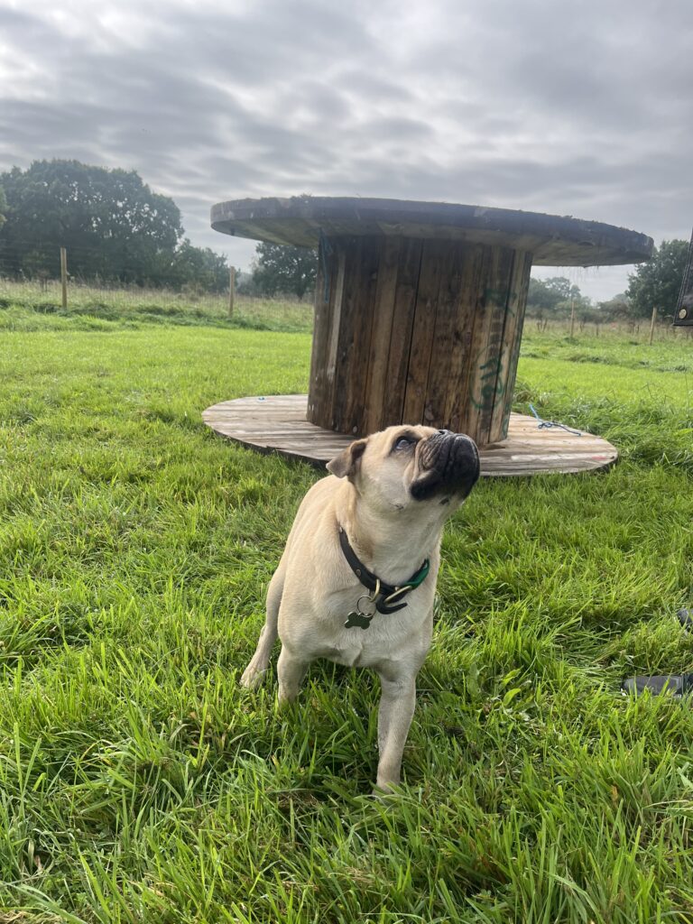 77DA9961 CDEC 44EB 9F8D A4CA17C9996A 768x1024