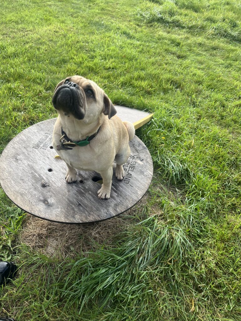 C843805C 5A72 4F1E A928 C4EAB2E3901D 768x1024