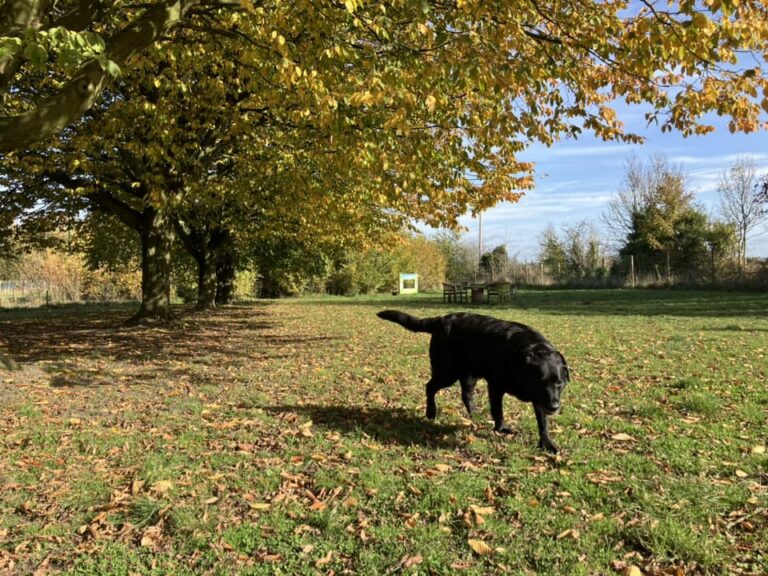Beautiful autumn day 768x576