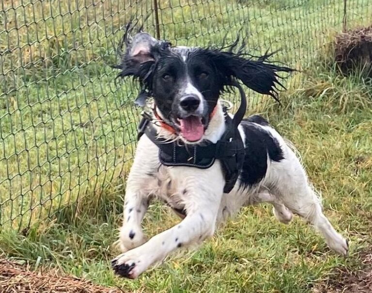 DF Photo Scurry 768x605