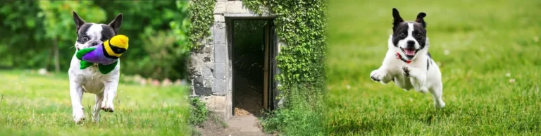 enichment garden dog park 2 768x193