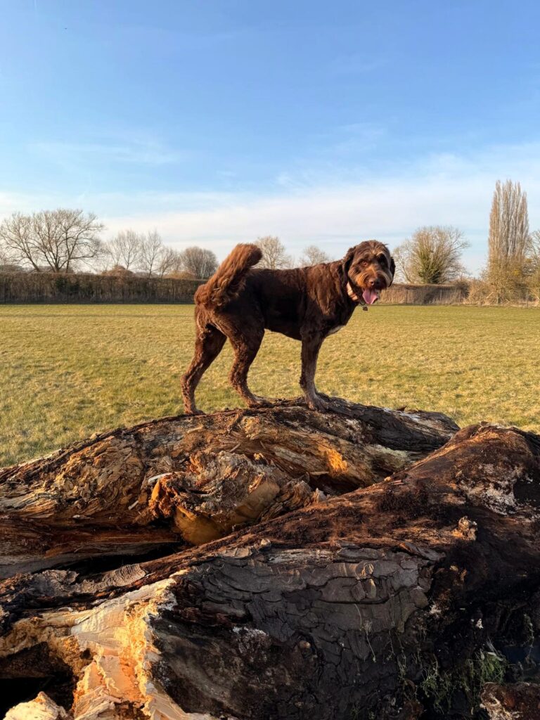 Dog Field 19 768x1024