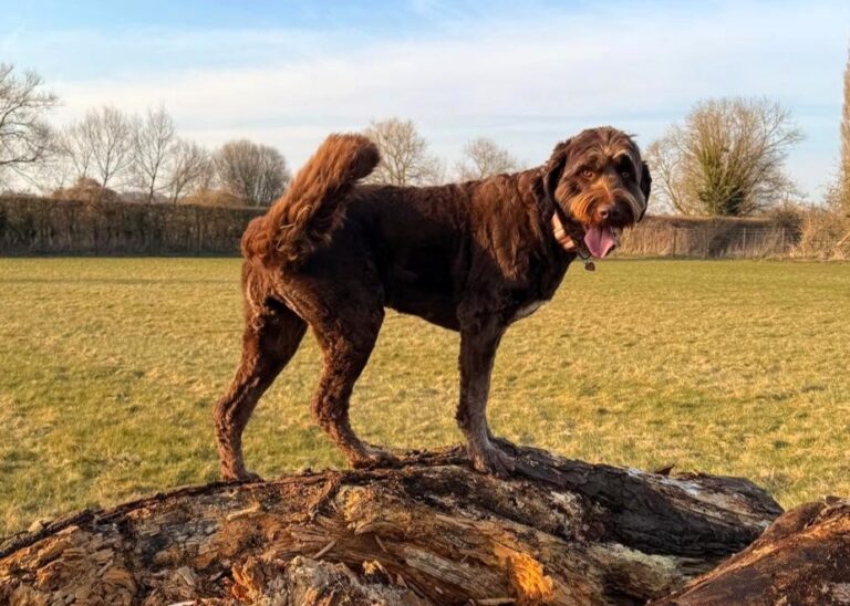 Dog Field 19 Copy 768x548