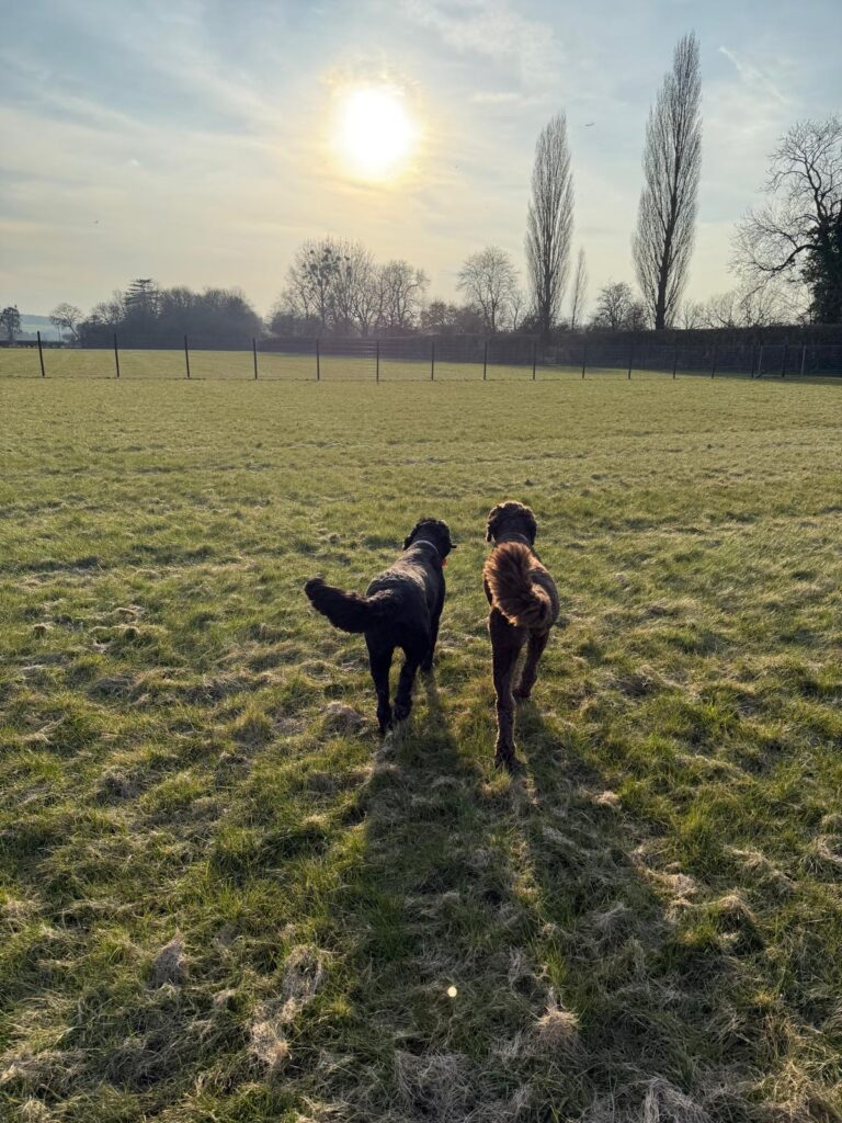 Dog Field 22 1 768x1024