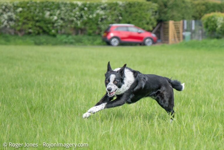 Mdogpaddocks 1 Condensed 1 1 768x515