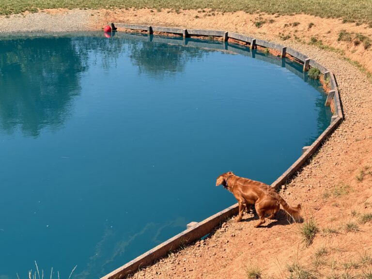 IMG 8192 Gareth Wood 768x576