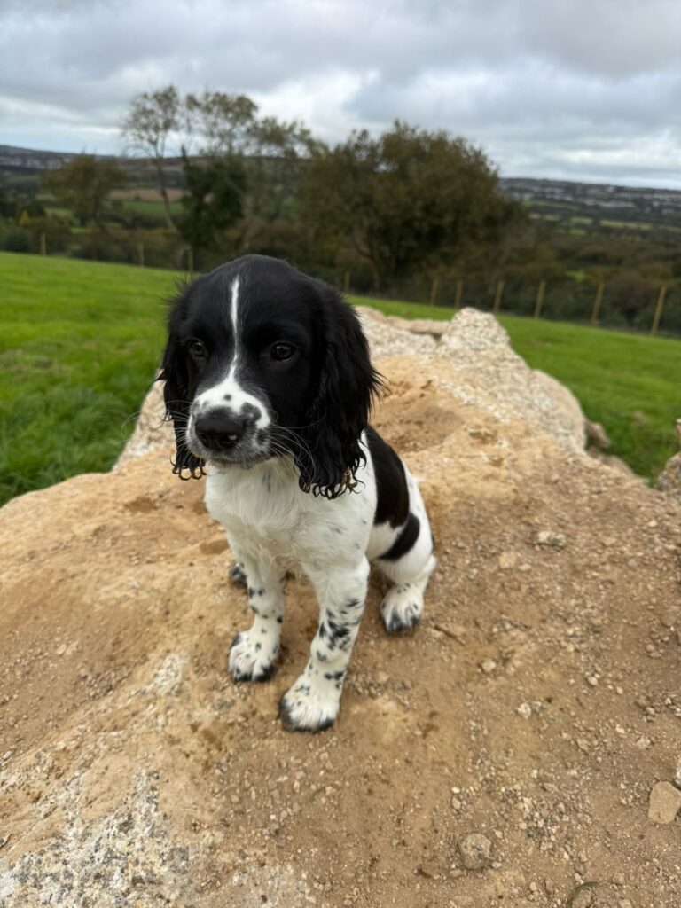 6122efa9 6450 4c5e 8a5a dbb6ae5c5fdc 768x1024