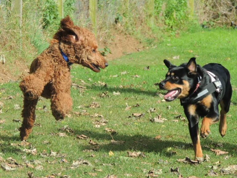 1034 26e830d06502120e1988e57503d49258 1 768x576