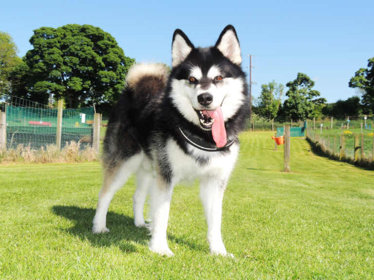 1034 ac74d8f96db8beee8ed105321c0eca73 1 768x576