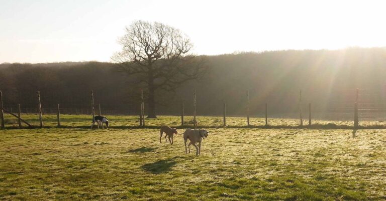 1051 6128b0cfe5f2b3066450b4874b539a0a 1 768x401