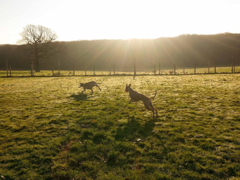 1051 713f10124c147a2cdf36c61b6562f6eb 1 768x576