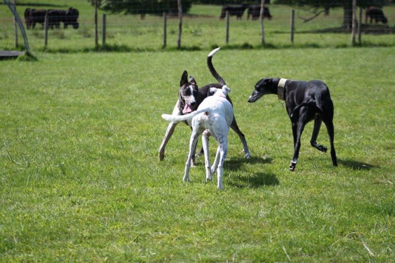 1051 7b698afc5de2c8fa47e54c07c919efd9 1 768x512