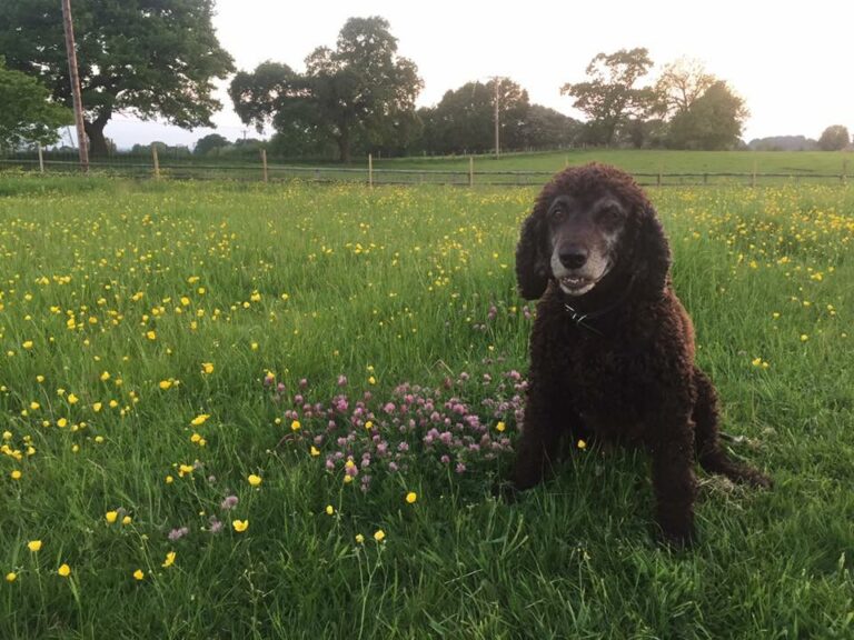 1068 c1df43736c69247747c7a84769b8f292 1 768x576