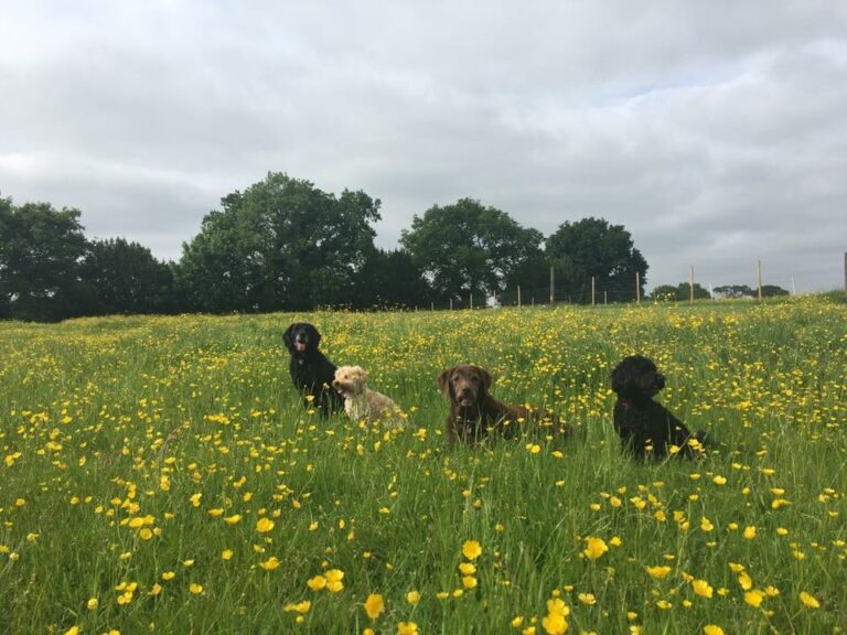 1068 f4fbce35dd1deeb7a1f04c1a7586dbf8 1 768x576