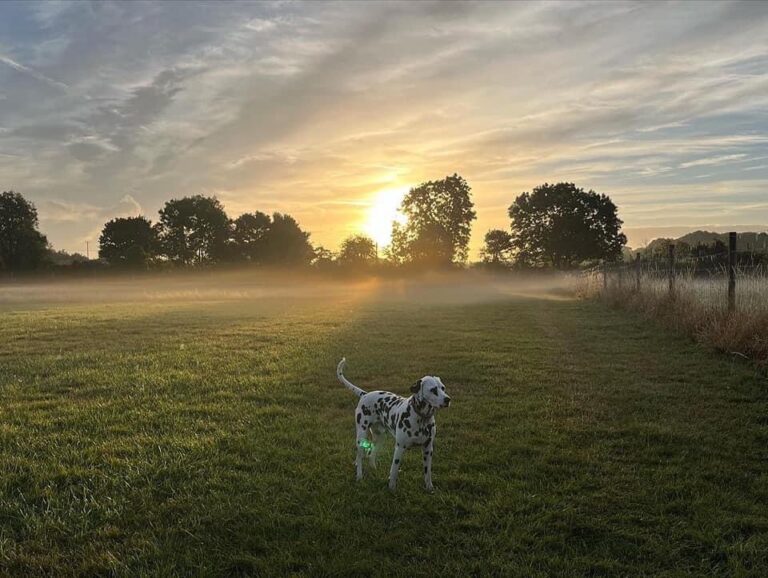 1073 2b755bbfd6fa16c4f21be7b2dae9226d 1 768x578