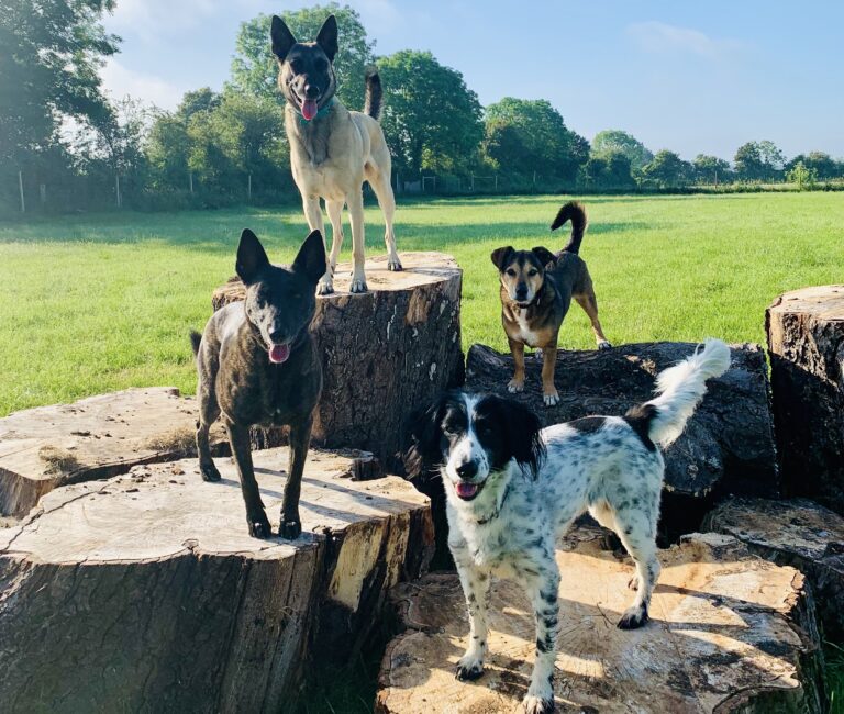 1073 b9ca5601a95cc035fb88db9c01c6485a 1 768x650