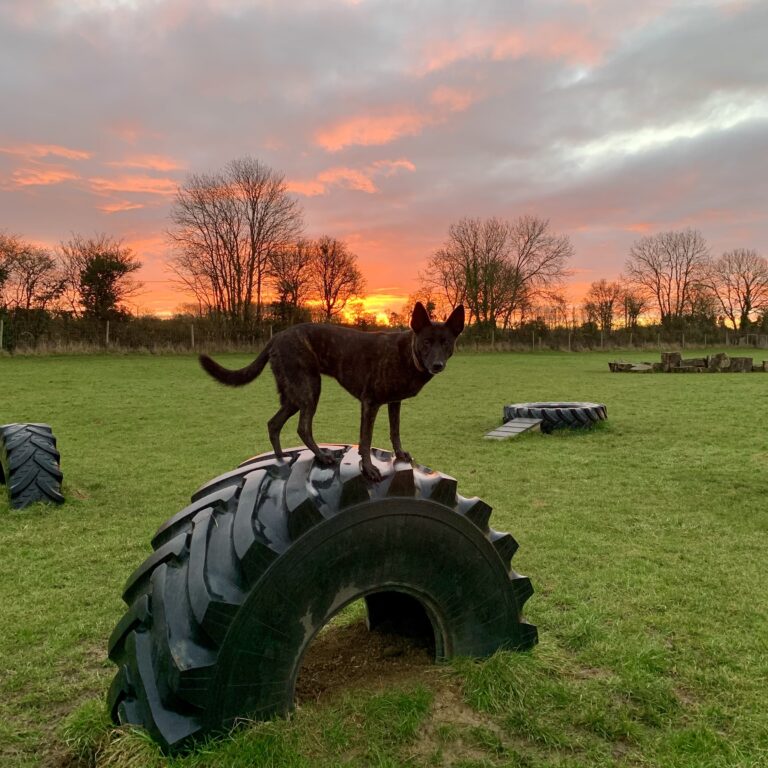 1073 e505a7d38623b6d640715c81b65638b1 1 768x768