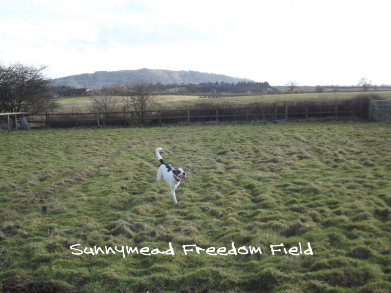 1080 787d87fb22175f38f74634a7f7889225 1 768x576