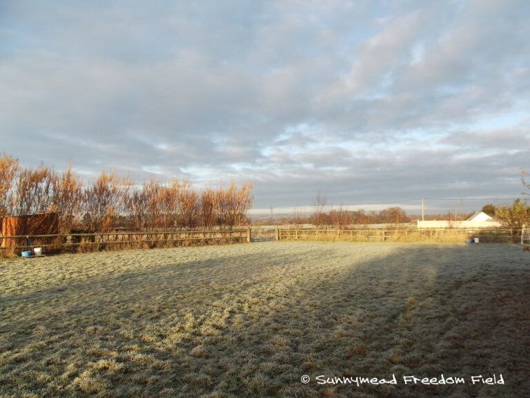 1080 b3bc63a757bb56197c1f02ceda85fc05 1 768x576