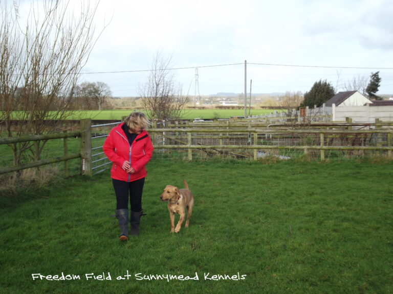 1080 fe4700d42a94349376ea72c41af13a9a 1 768x576