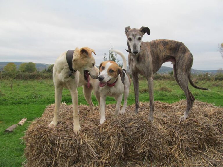 1091 1423ed3320b31d693badb422611d31e0 1 768x576