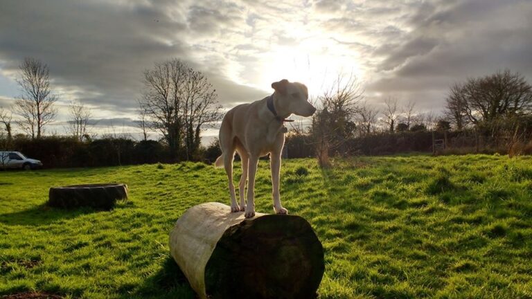 1091 abddd615ed556671fa5c8860fb9c6d51 1 768x432