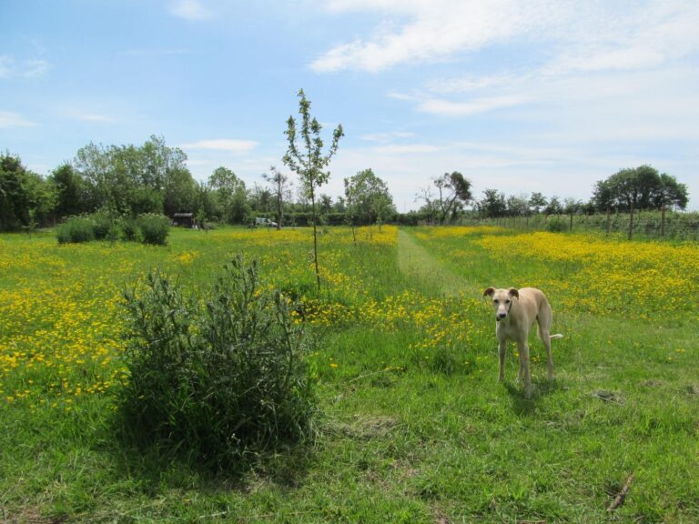 1091 bbf887c067cf2107e94ea9d0f8268b07 1 768x576