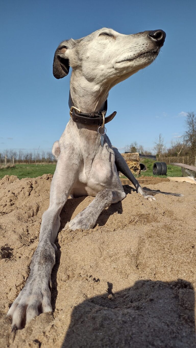 1091 bda66ff379f3707fae5f8335d4602f0e 1 768x1364