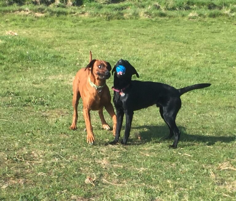 1131 6e210dd6954079267d604ac9443bf981 1 768x655