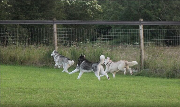 1134 509457bbd9a41ef2748b4db45c3672eb 1 768x457