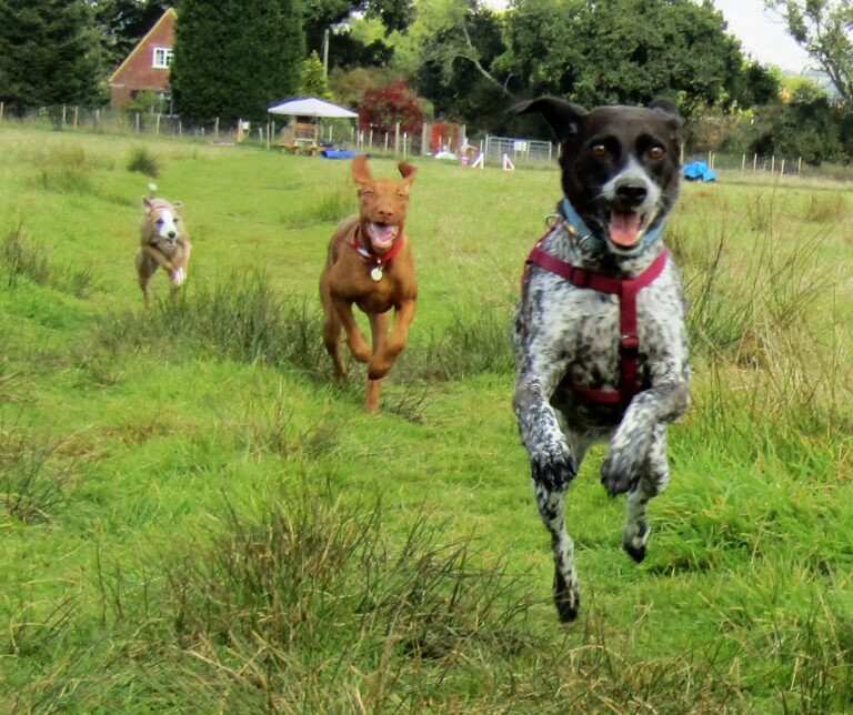 1159 86ccc096b91d12f434f0dc9cc76bf03c 1 768x644