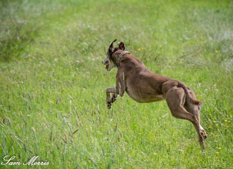 1159 c682d3eee385fcce1e469186f80a80e1 1 768x556