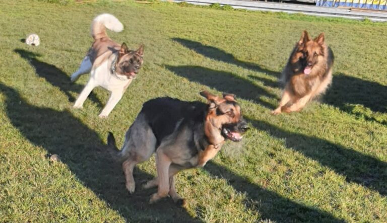 1163 7b5010c51cb193e9d14afc63f5e28f4d 1 768x443