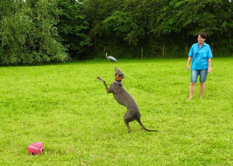 1163 bc01710937b7912daf681f7af34dcd9e 1 768x546