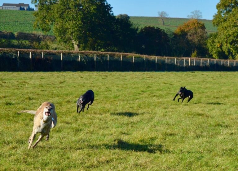 1165 01cd944bd765c2f637a68feefe439b92 1 768x550